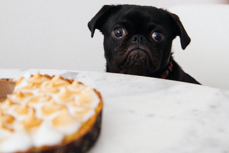 hungry dog staring at french lemon meringue pie
