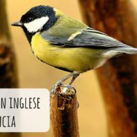 Gli animali in inglese con pronuncia